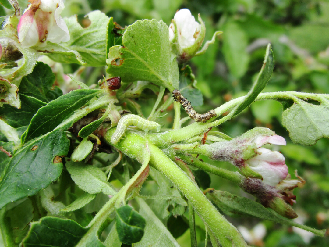 Raupen des Kleinen (links) und Gro�en Frostspanners (rechts)