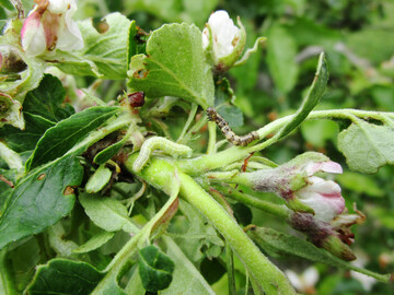 Raupen des Kleinen (links) und Gro�en Frostspanners (rechts)