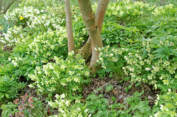 Lenzrosen bl�hen von Februar bis April im Halbschatten.