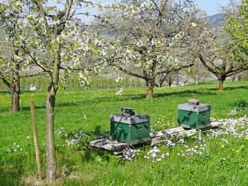 Bienen und Hummeln sind für die Bestäubung der Obstblüten und damit für eine reiche Ernte unterlässlich.