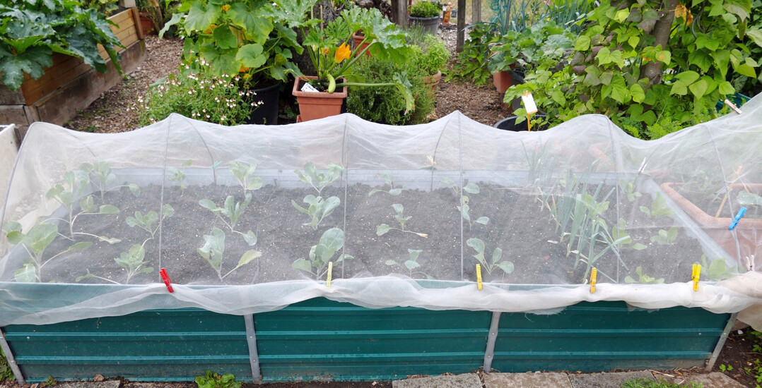 Kulturschutznetze sch�tzen die Kulturen vor Sch�dlingen.