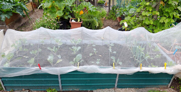 Kulturschutznetze sch�tzen die Kulturen vor Sch�dlingen.