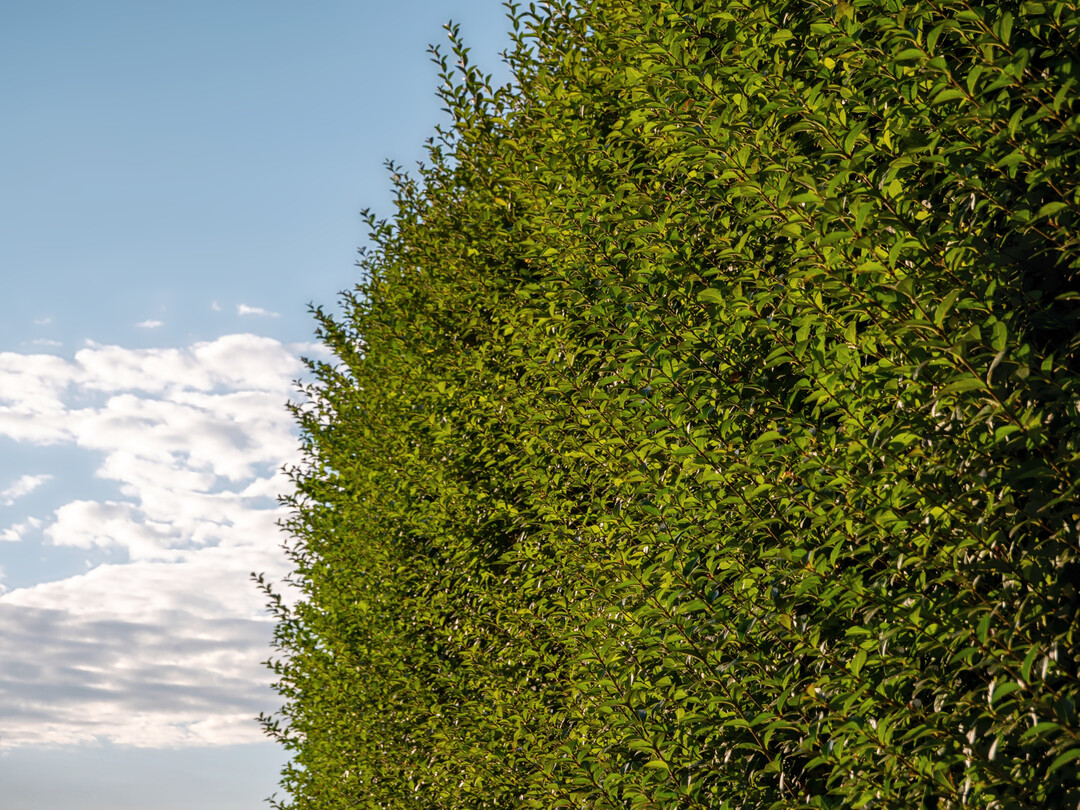 Wann diese Ligusterhecke zur�ckgeschnitten werden darf, regelt das Bundesnaturschutzgesetz.
