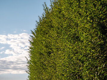 Wann diese Ligusterhecke zurückgeschnitten werden darf, regelt das Bundesnaturschutzgesetz.