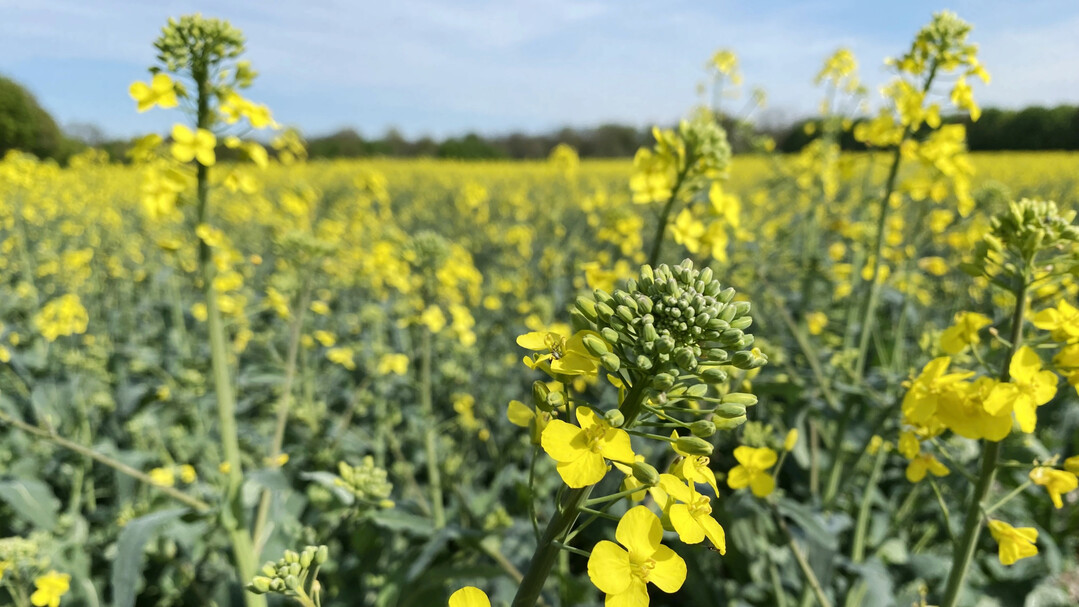 Forschende der TUM haben eine Bakteriengattung als m�gliches �Probiotikum� f�r Pflanzen identifiziert und ihre Versuche bereits an Raps durchgef�hrt.