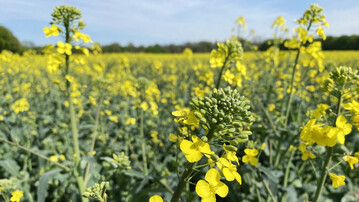 Forschende der TUM haben eine Bakteriengattung als mögliches „Probiotikum“ für Pflanzen identifiziert und ihre Versuche bereits an Raps durchgeführt.