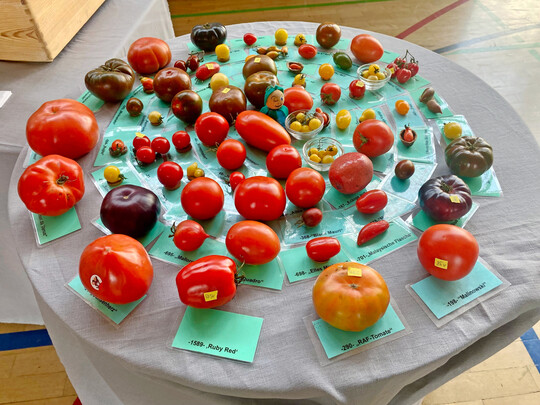 Tomaten beim Nürtinger Saatgutmarkt