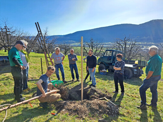 Pflanzung der Streuobstsorte des Jahres 2026