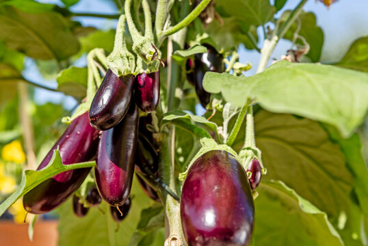 Die „Pick-&-Joy Aubergine“ von Vreugdenhil Young Plants