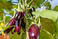 Die �Pick-&-Joy Aubergine� von Vreugdenhil Young Plants 