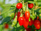 Goji-Beeren am Strauch