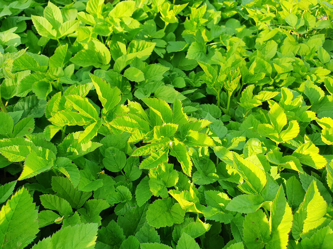 Der wuchsfreudige Giersch ist ein gef�rchtetes Gartenbeikraut.