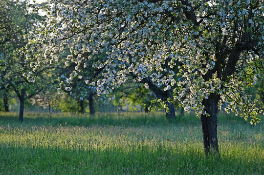 Bl�hender Apfelbau