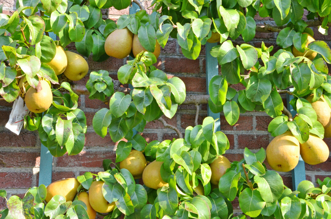 Ziel des Fruchtholzschnitts ist es, fruchtbare Kurztriebe zu erhalten.