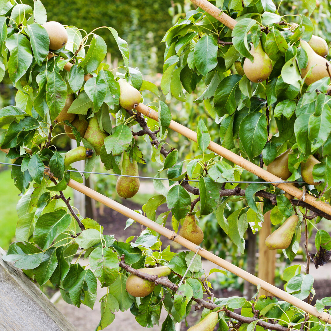 Manche Sorten eignen sich besser f�r die Erziehung zum Spalier oder Kordon als andere.