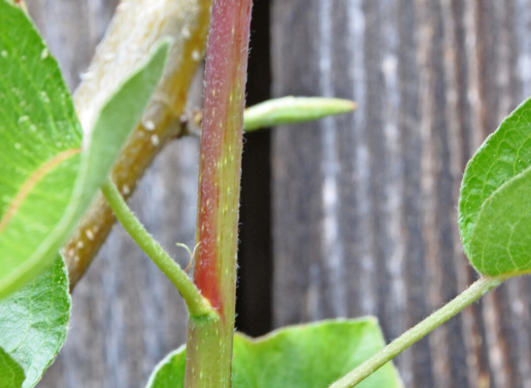 Neutrieb, der zu verholzen beginnt � erkennbar an der farblichen Ver�nderung von gr�n zu rot-braun.