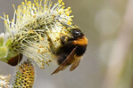 Eine Gartenhummel-Königin (
<i>Bombus hortorum</i>
agg.) an einer Weidenblüte