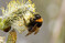Eine Gartenhummel-K�nigin (
<i>Bombus hortorum</i>
 agg.) an einer Weidenbl�te