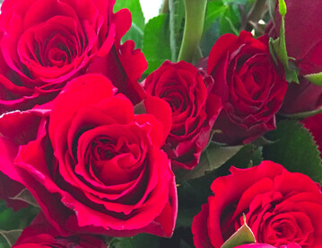 Immer weniger Schnittrosen kommen aus Baden-Württemberg