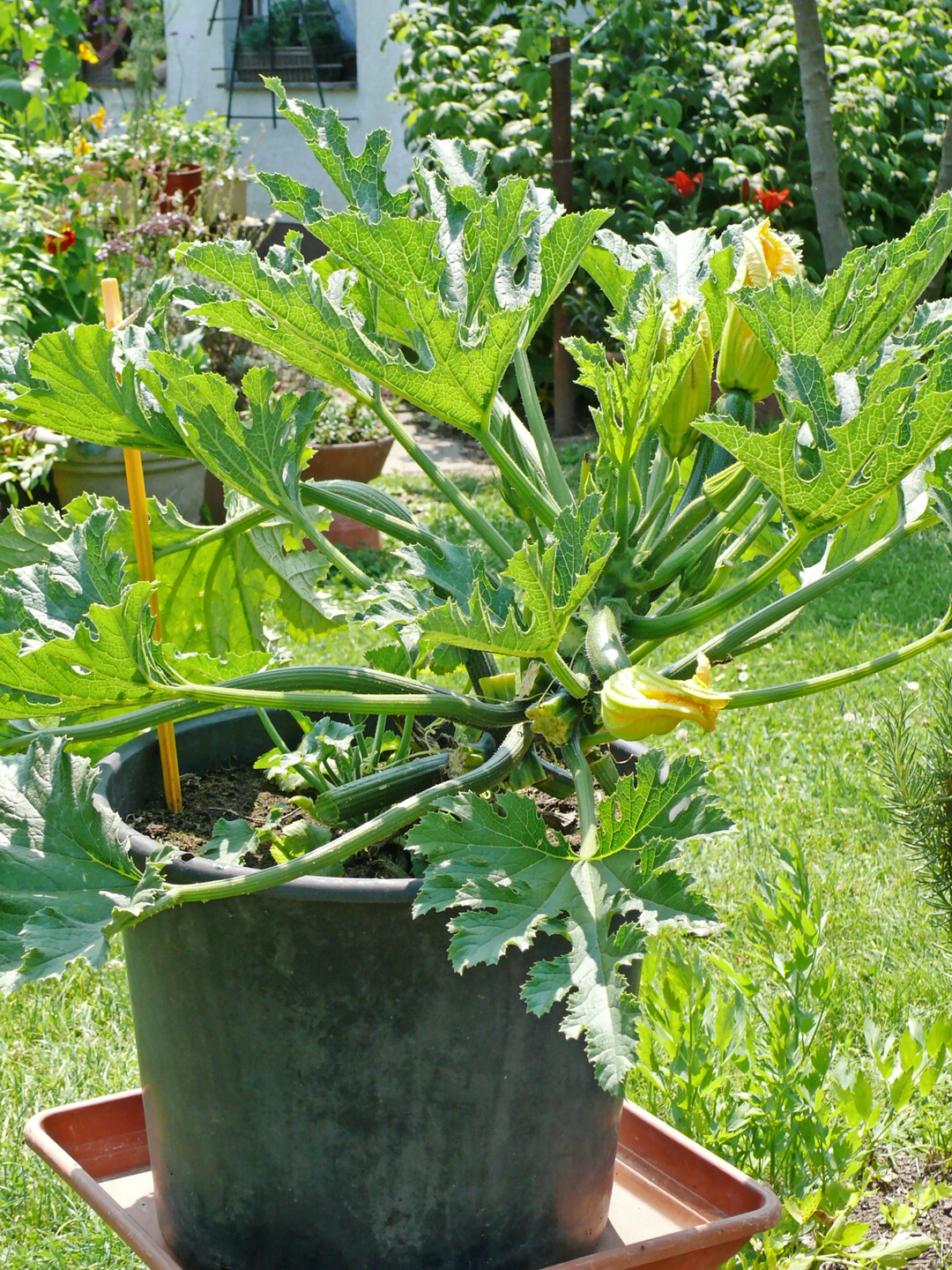 Zucchini m�gen es k�hl: Im Halbschatten bilden sie deutlich mehr Fr�chte aus.