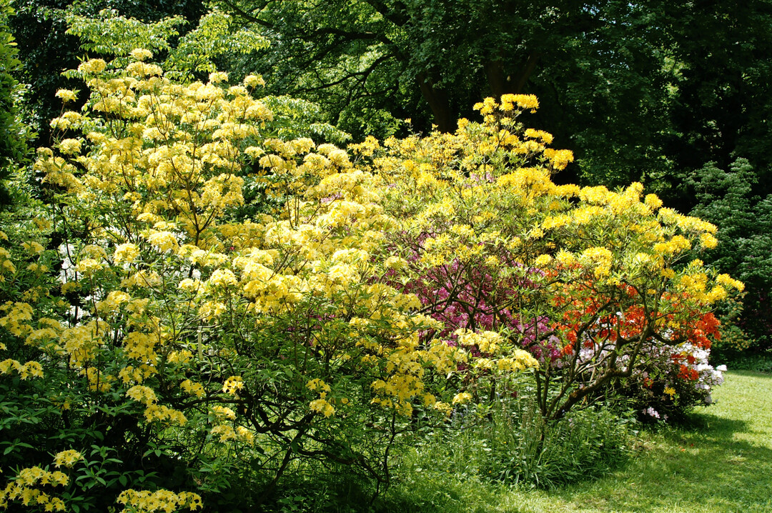 Rhododendren sind zur Bl�te ein absoluter Blickfang im Garten. Sp�ter bildet das gr�ne Laub einen ruhigen Hintergrund f�r andere bl�hende Stauden oder Geh�lze.