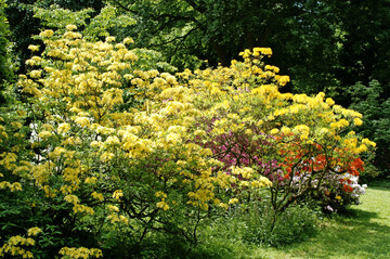 Rhododendren sind zur Bl�te ein absoluter Blickfang im Garten. Sp�ter bildet das gr�ne Laub einen ruhigen Hintergrund f�r andere bl�hende Stauden oder Geh�lze.