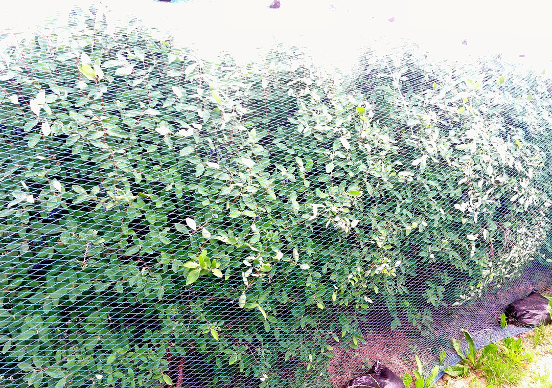Auch V�gel lieben die den Heidelbeeren �hnlichen Maibeeren, auch Haskap genannt. Locker �ber die B�sche gelegte Netze vermindern den Vogelfra� und die Verdunstung.