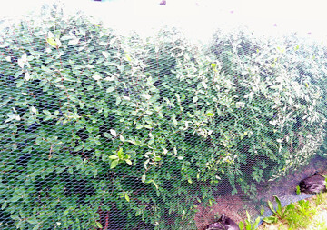 Auch V�gel lieben die den Heidelbeeren �hnlichen Maibeeren, auch Haskap genannt. Locker �ber die B�sche gelegte Netze vermindern den Vogelfra� und die Verdunstung.