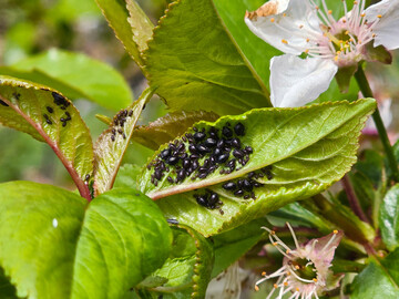 Die Schwarze Kirschenlaus bildet ihre Kolonien unter den Bl�ttern � eine Kontrolle ist daher wichtig.