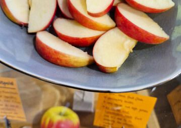 Die neue Apfelsorte ‘Prinzregent Luitpold’ vom Bayerischen Obstzentrum eignet sich für Apfelallergiker.