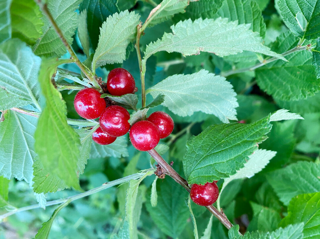 Beeren der Filzkirsche