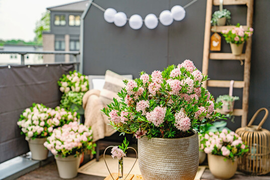 Bloombux� f�r die Terrasse