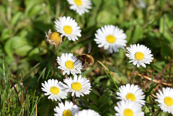 Der M�rz brachte viel Sonnenschein.