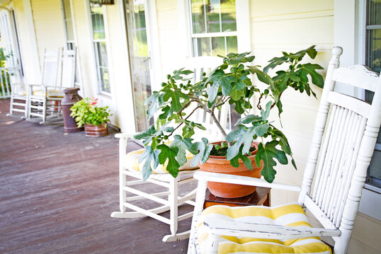 Auch die Feige �Fignomenal� 