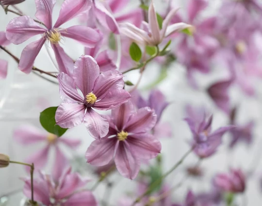 Clematis AMAZING�� TOKYO 