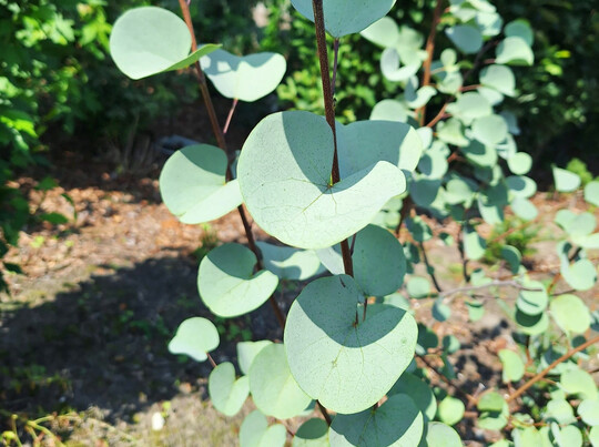 Der Orientalische Judasbaum �Blue Lagoon�