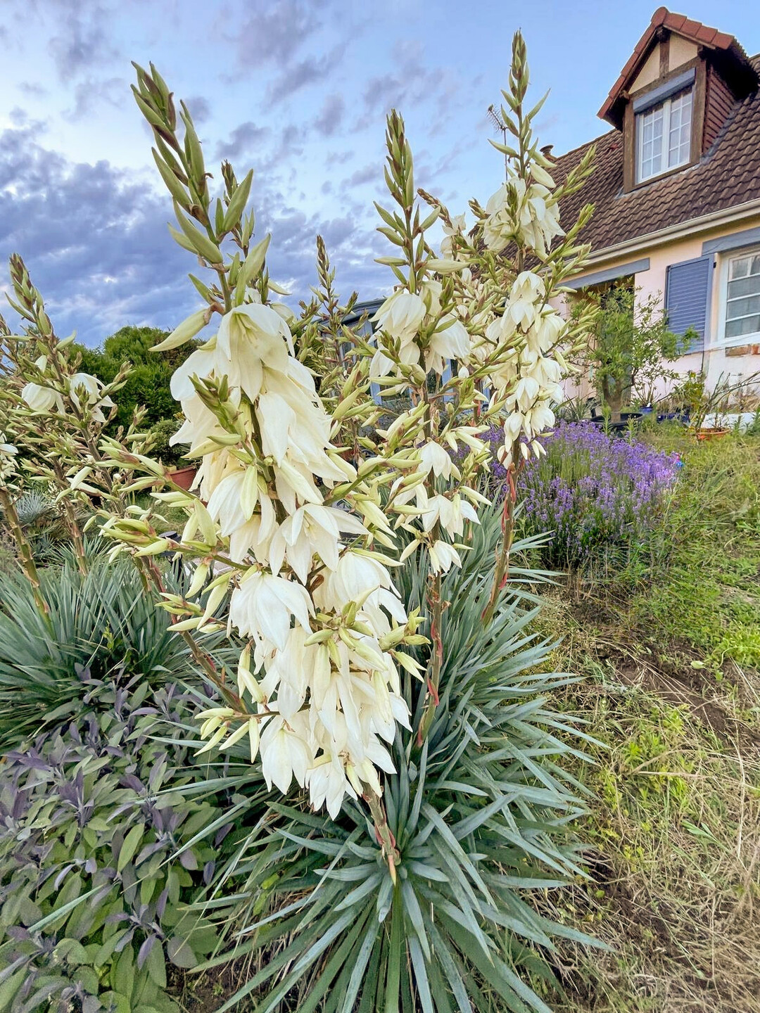 Yucca �French Flag� 