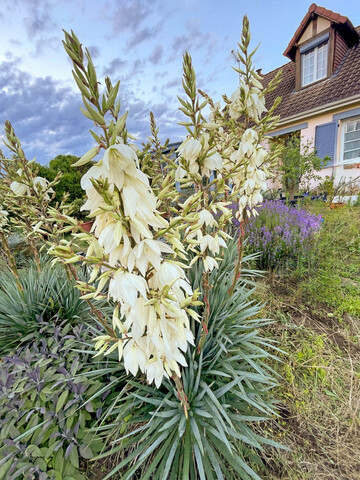 Yucca �French Flag� 