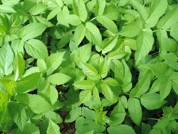 Giersch-Bl�tter von oben