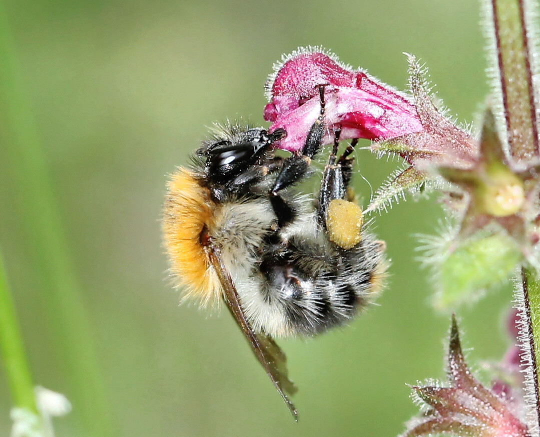 Ackerhummel beim Bl�tenbesuch