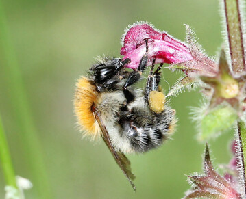 Ackerhummel beim Bl�tenbesuch