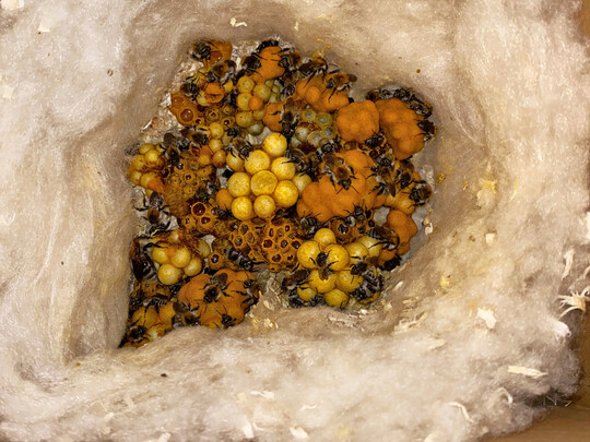 Gro�es Nest der Ackerhummel (
<i>Bombus pascuorum</i>
) im Nistkasten; K�nigin links unten