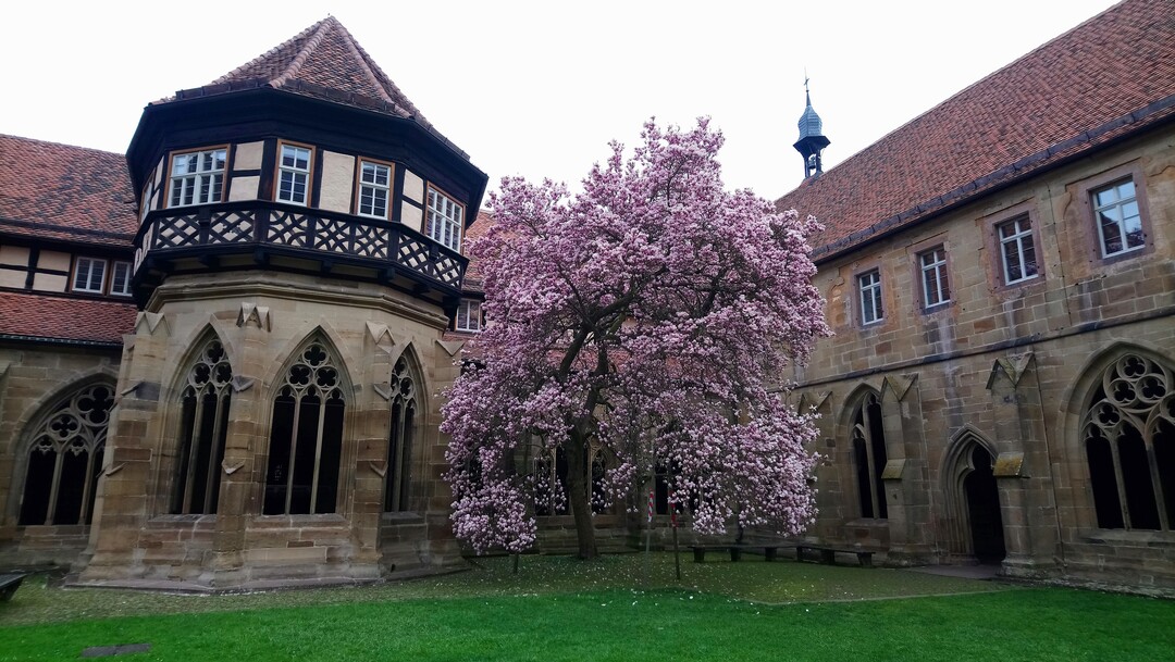 Im Kreuzgang des einstigen Zisterzienserklosters entfaltet der alte Magnolienbaum seine Blüten