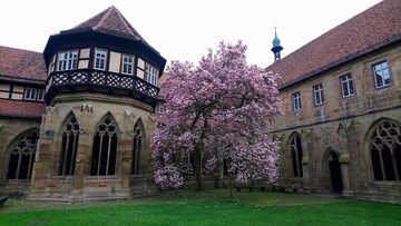Im Kreuzgang des einstigen Zisterzienserklosters entfaltet der alte Magnolienbaum seine Blten