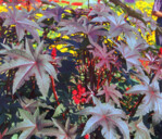 Im Garten und im Pflanzkübel entwickelt sich der Wunderbaum zu prächtigen Pflanzen