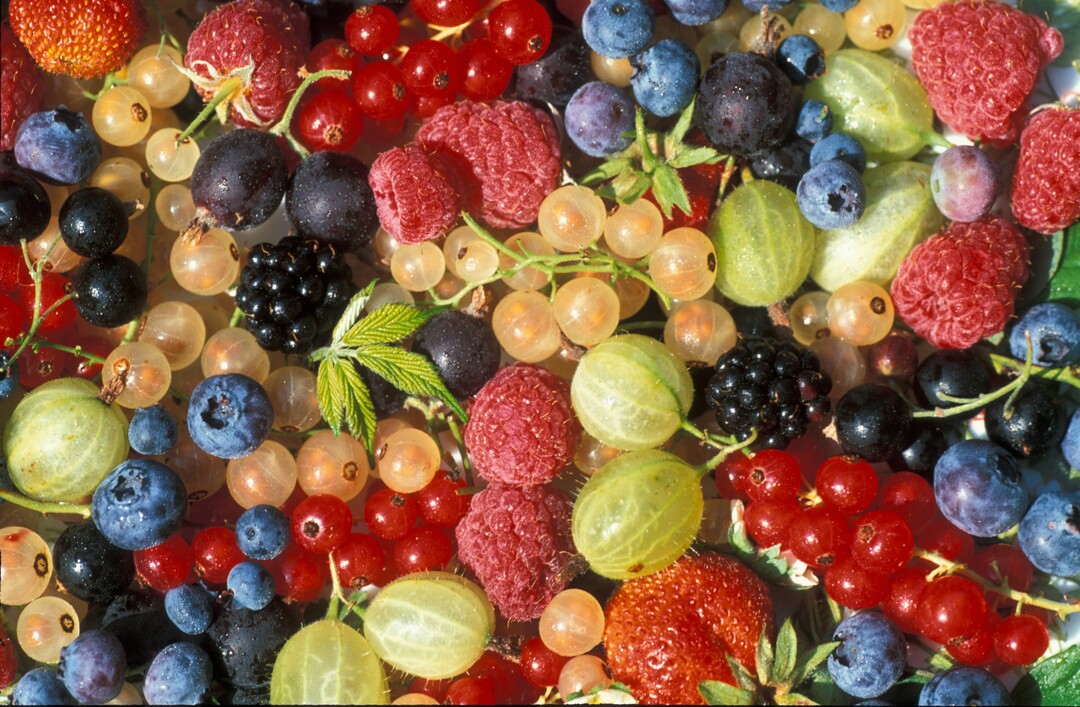 Bei Blaubeeren ist die weltweite Fläche in den letzten 5 Jahren um 50 % gestiegen