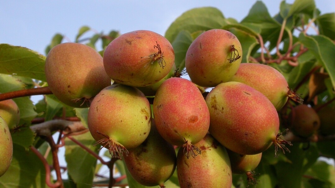 Kiwibeeren gelten ähnlich wie Chia und Gojibeeren als echtes Superfood.
