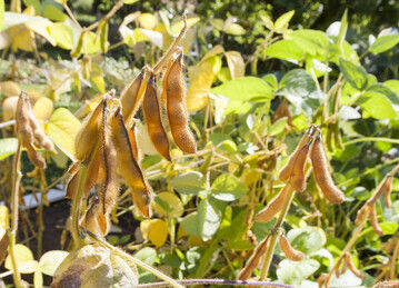 Braune, erntereife Bohnen aus der ersten Projektrunde