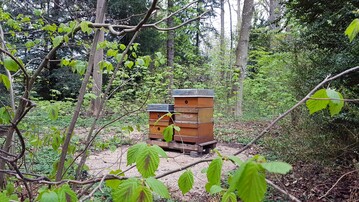 Im Englischen Landschaftsgarten von Schloss Favorite stehen seit kurzem zwei Bienenstcke