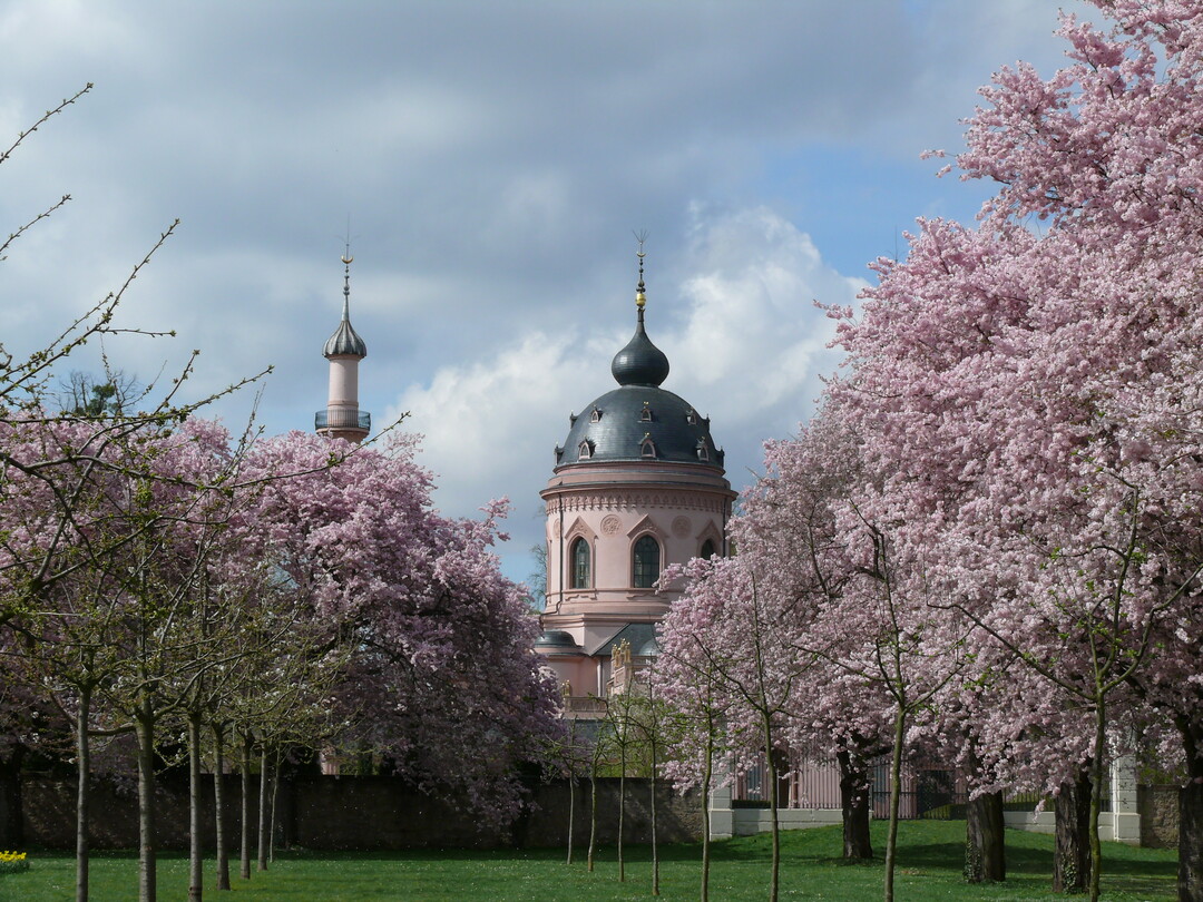 Internet-„Blühbarometer“ zeigt Entwicklung der Kirschblüte im Schlossgarten